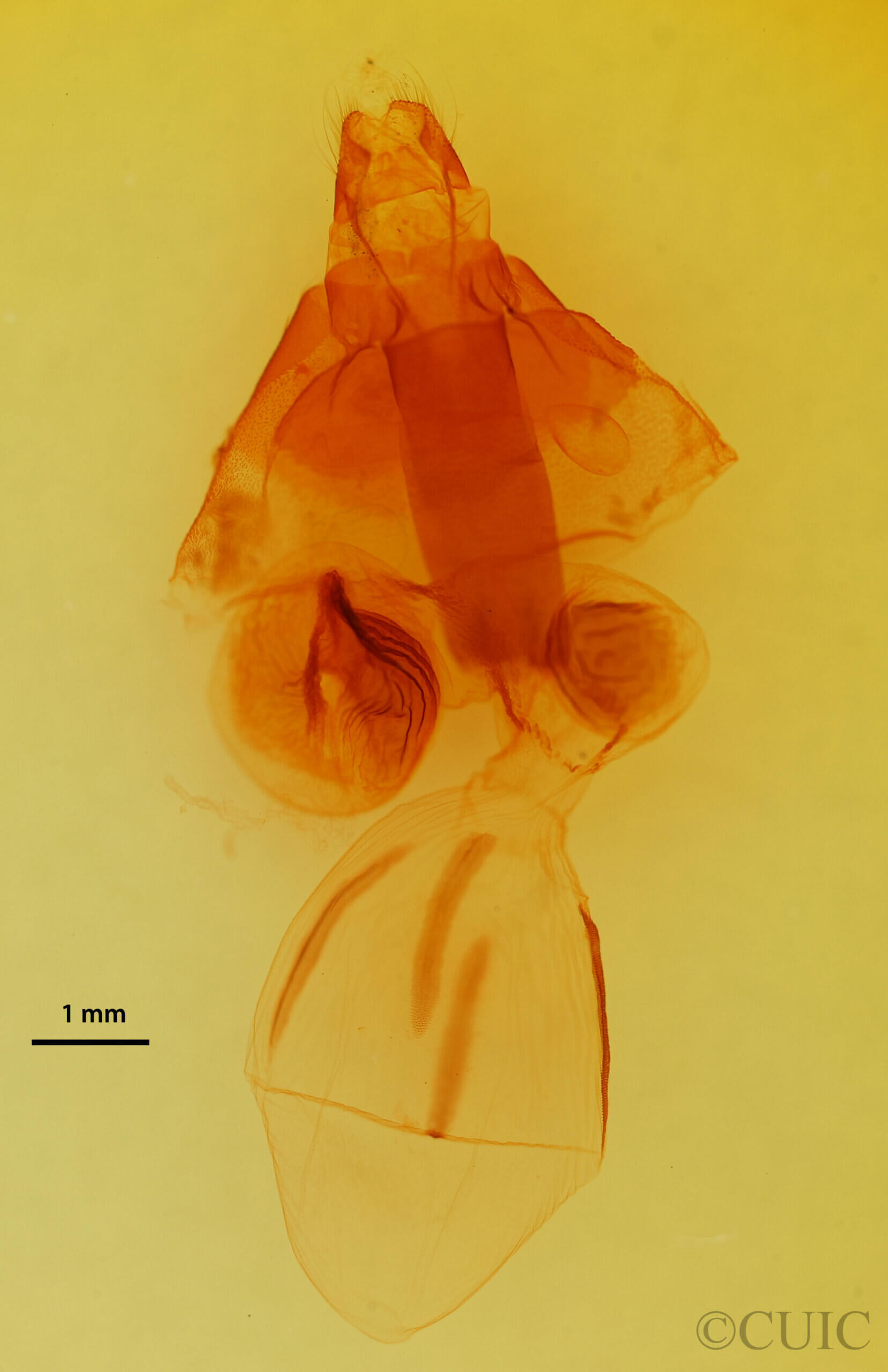 genitalia view of adult Perigonica fulminans