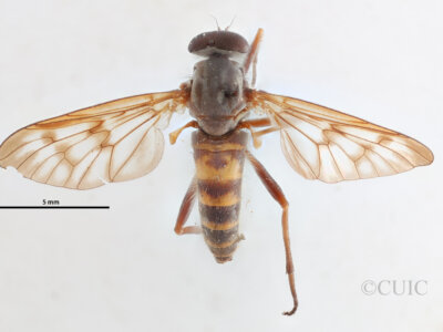 dorsal view of adult Rhagio mystaceus