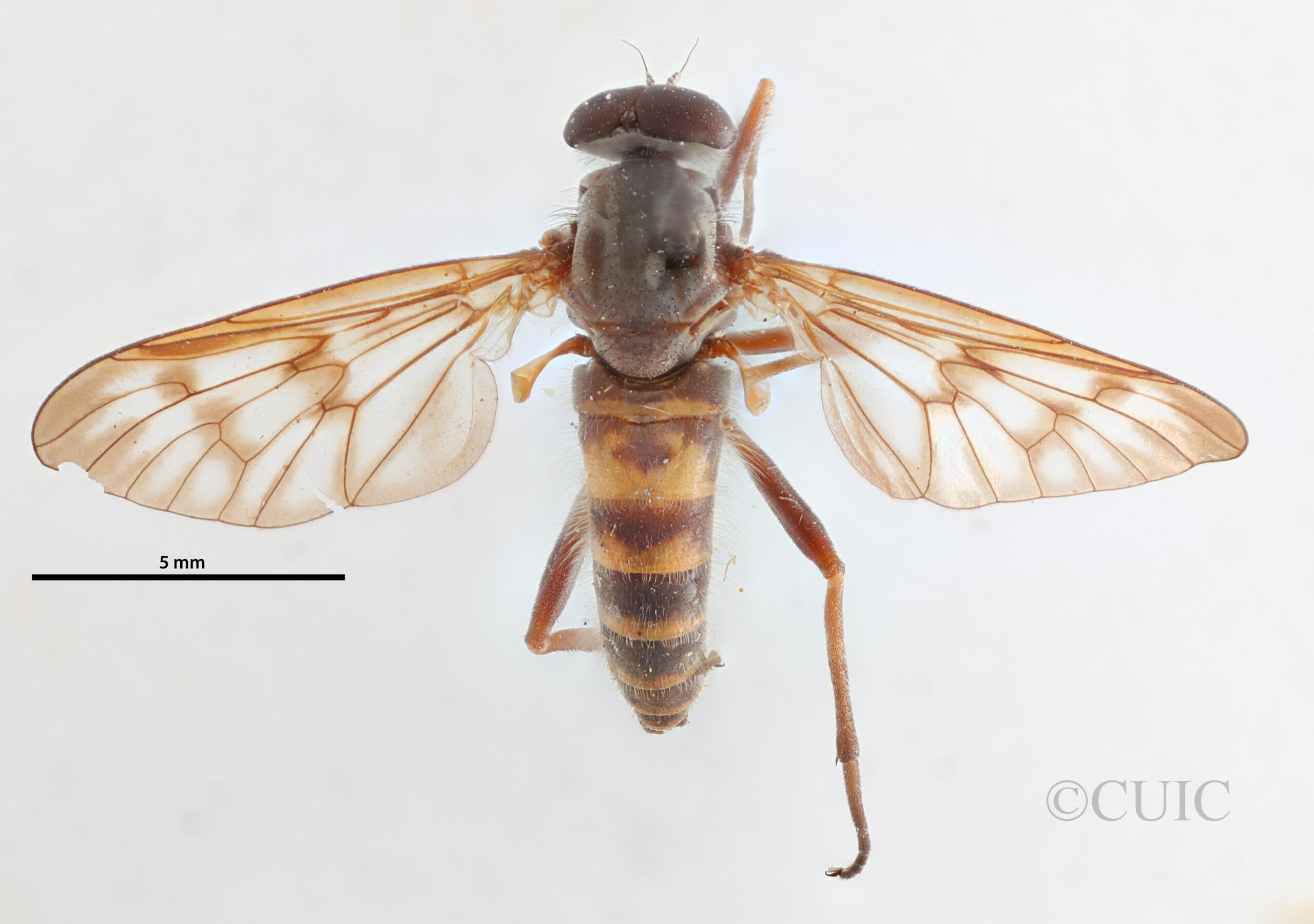 dorsal view of adult Rhagio mystaceus