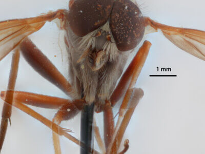 adult Rhagio mystaceus