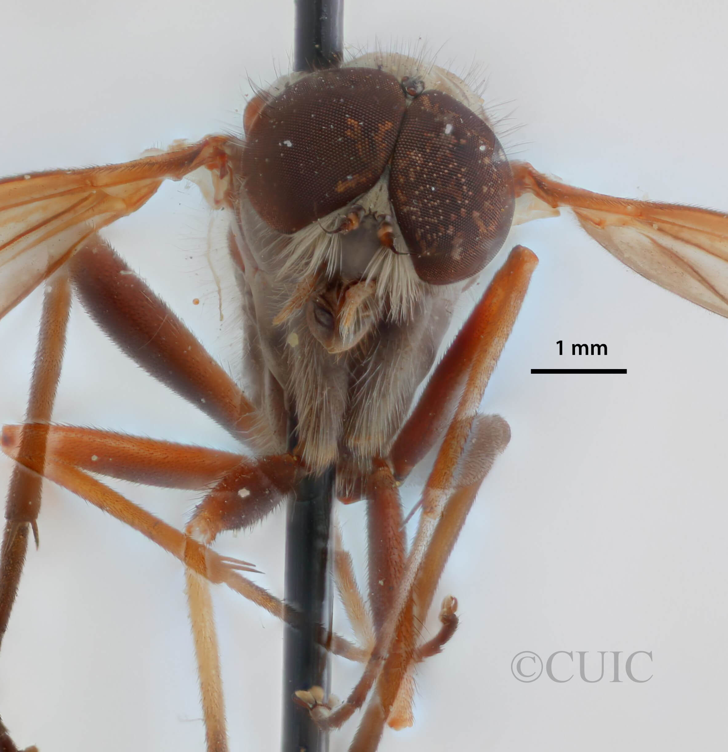 adult Rhagio mystaceus