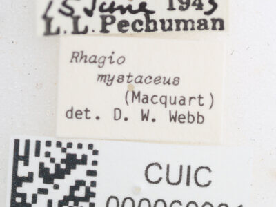 label view of Rhagio mystaceus