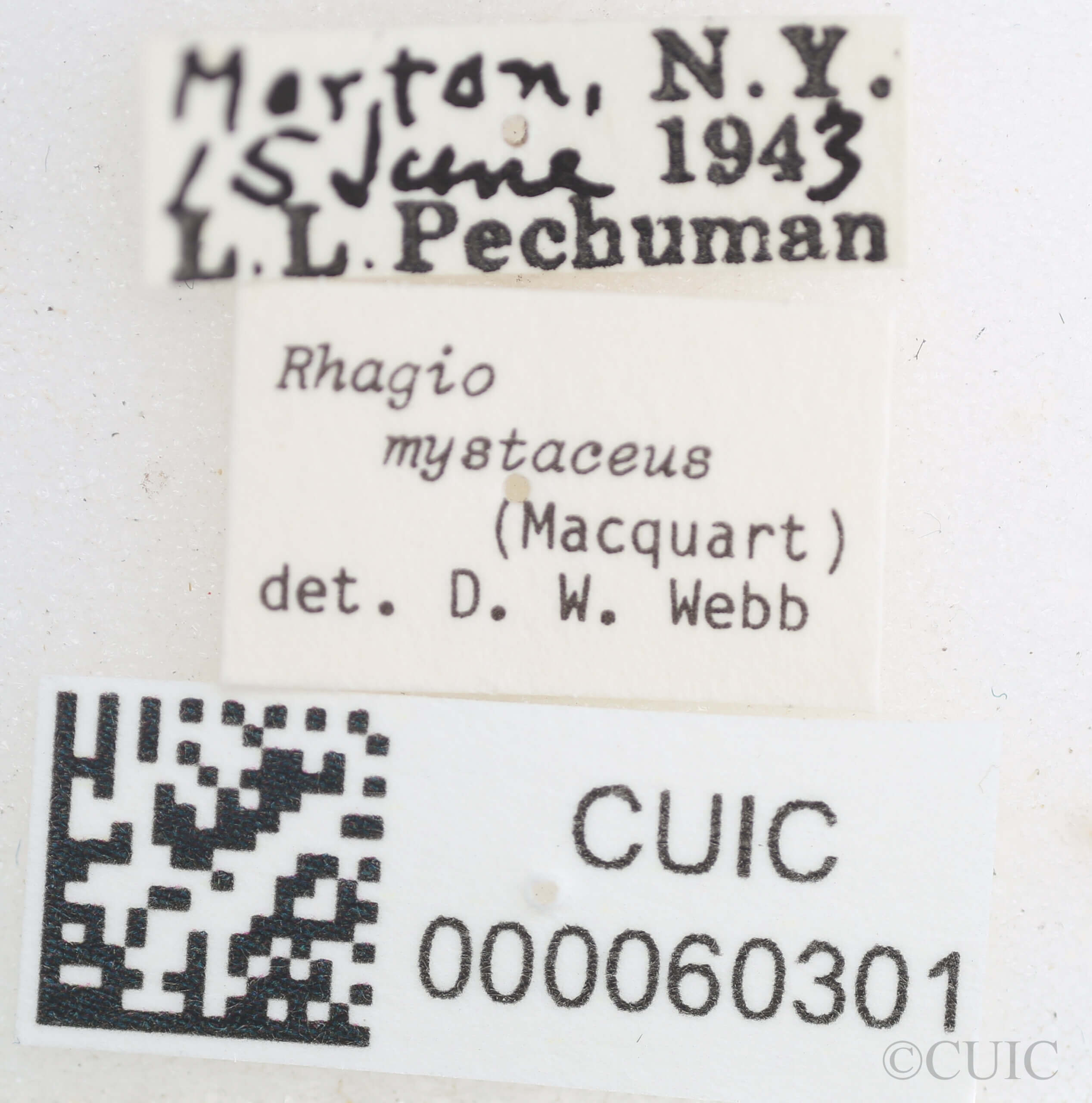 label view of Rhagio mystaceus