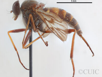 lateral view of adult Rhagio mystaceus