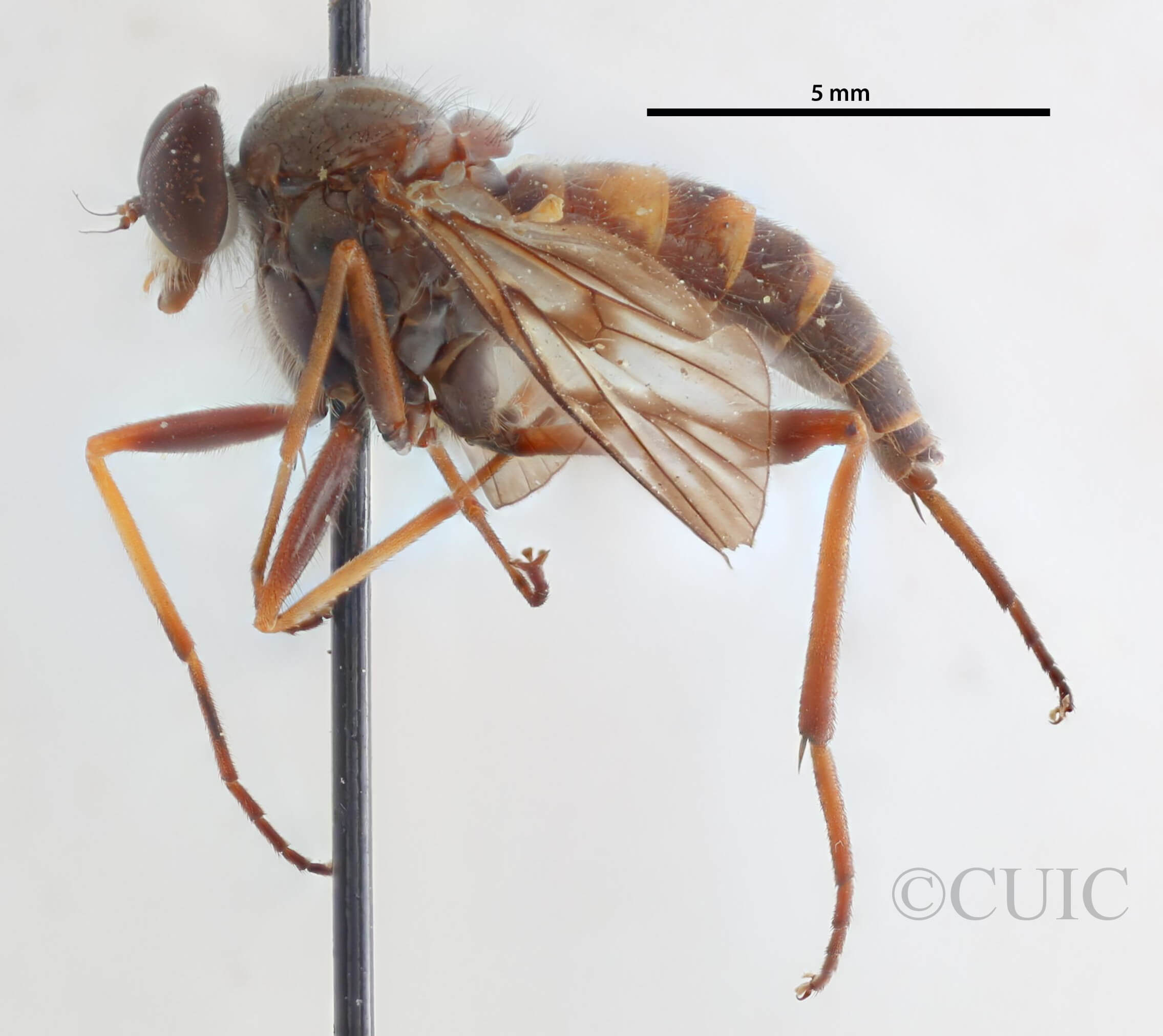 lateral view of adult Rhagio mystaceus