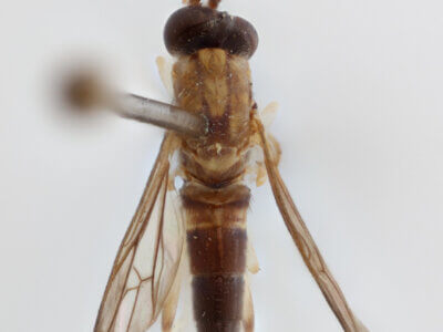 dorsal view of adult Rachicerus  obscuripennis