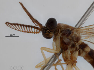 adult Rachicerus  obscuripennis