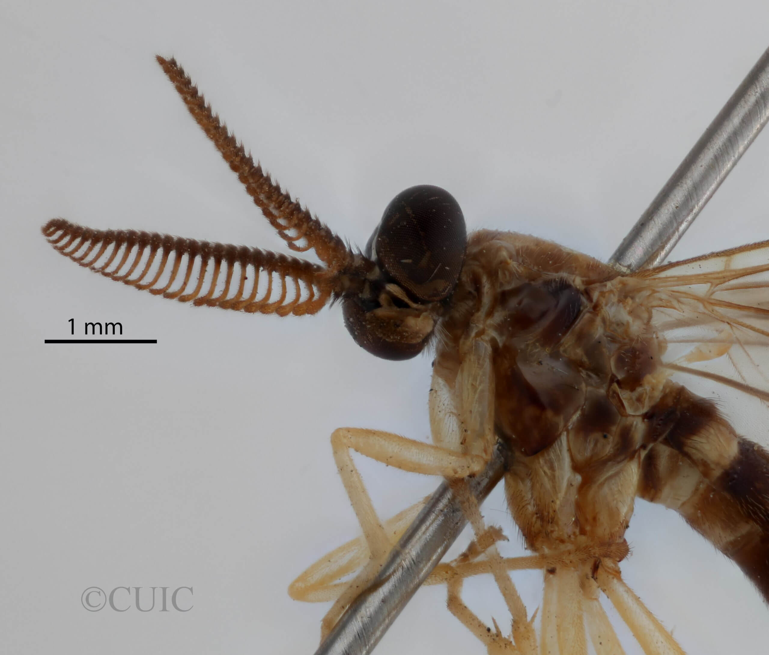 adult Rachicerus  obscuripennis