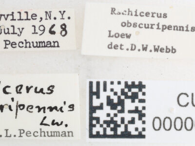 label view of Rachicerus  obscuripennis