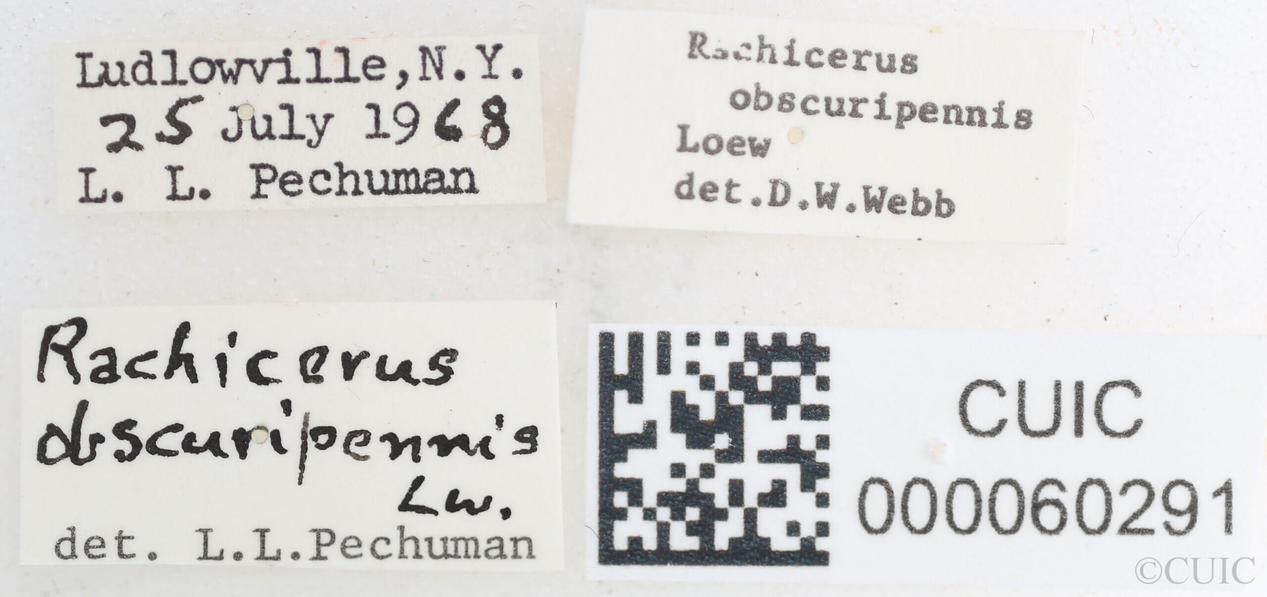 label view of Rachicerus  obscuripennis