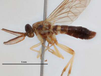 lateral view of adult Rachicerus  obscuripennis