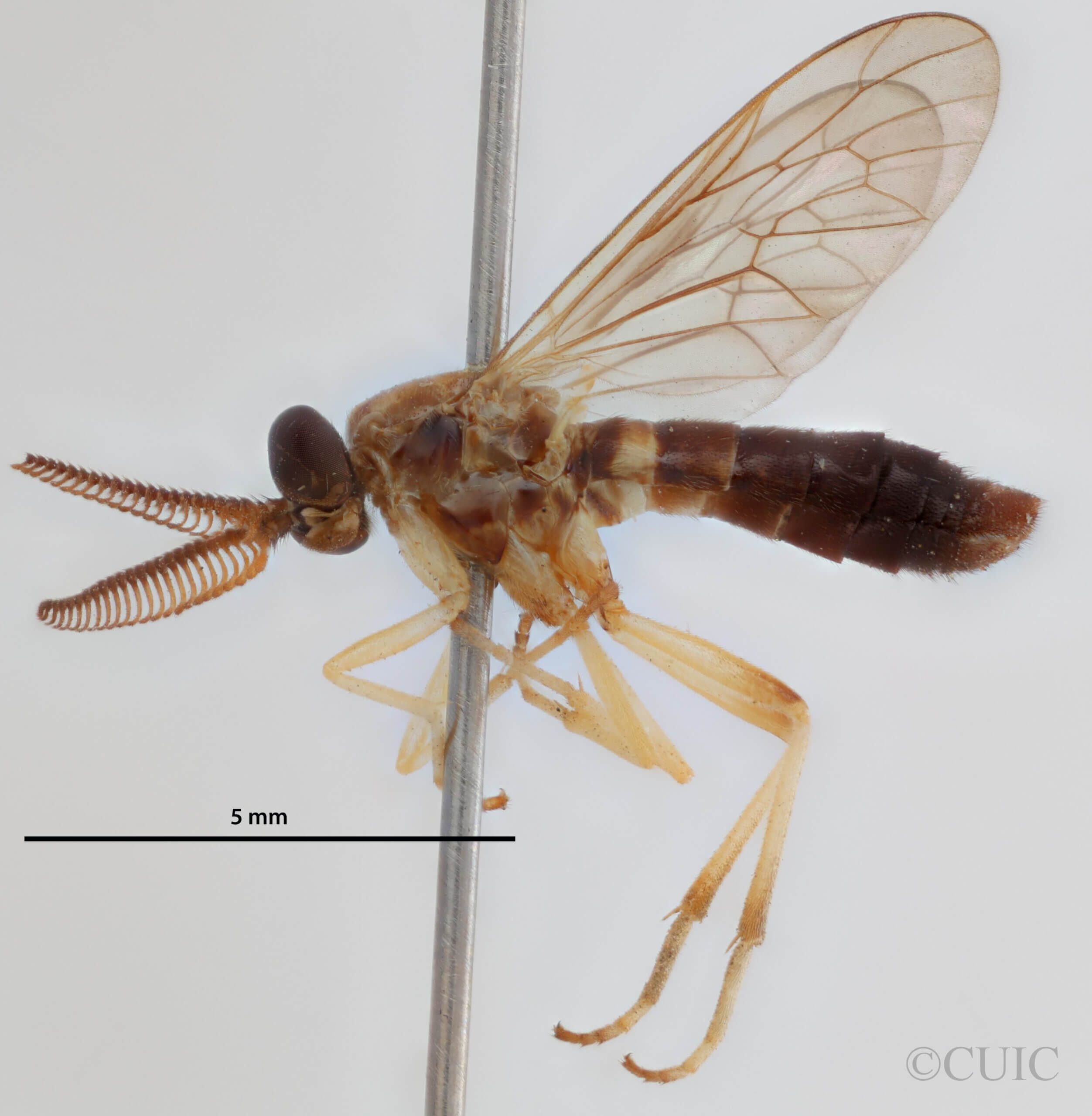 lateral view of adult Rachicerus  obscuripennis