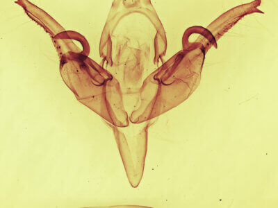 genitalia view of adult Chaetaglaea cerata