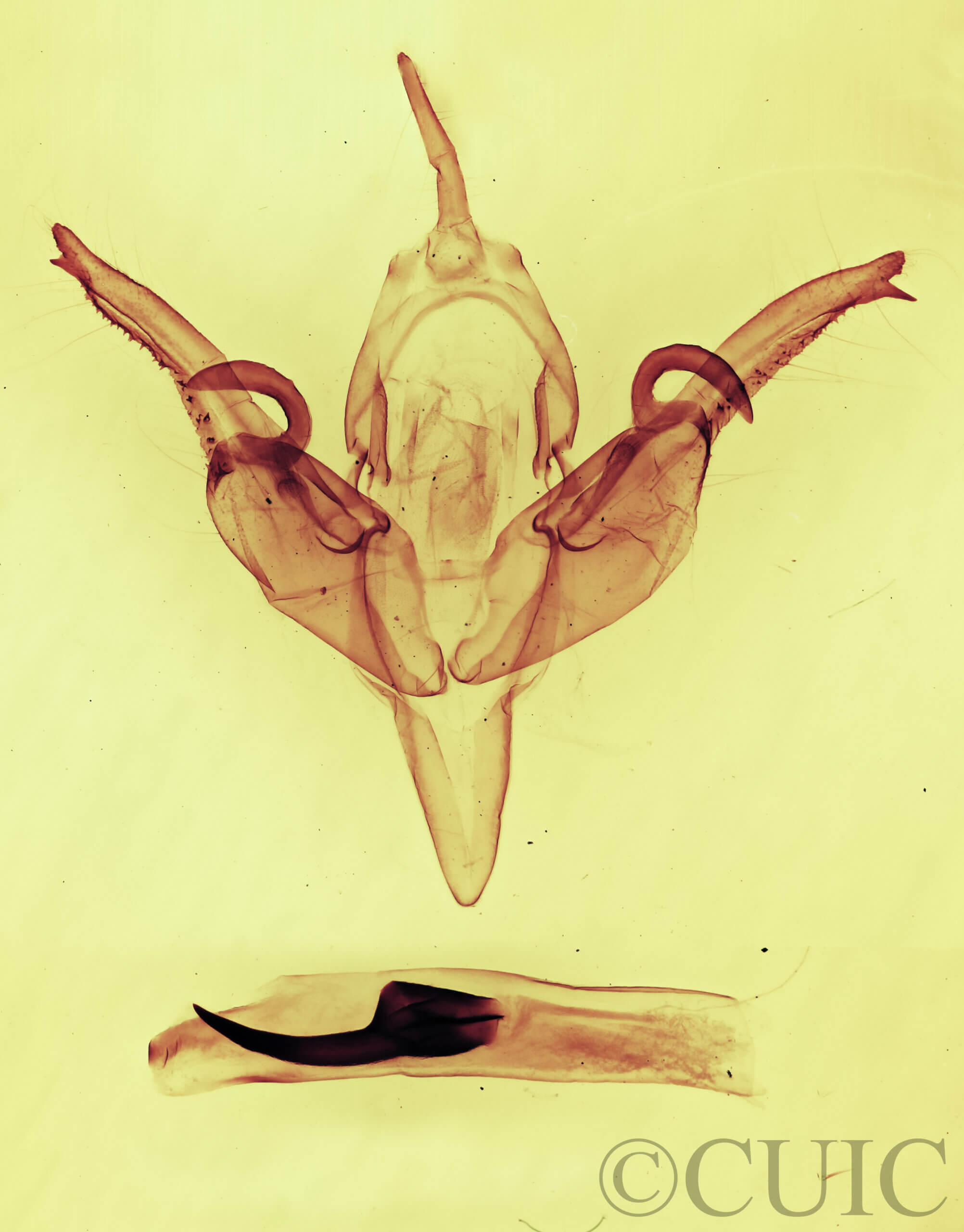 genitalia view of adult Chaetaglaea cerata