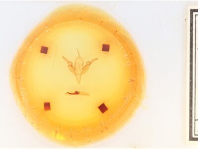 slide view of adult Chaetaglaea cerata