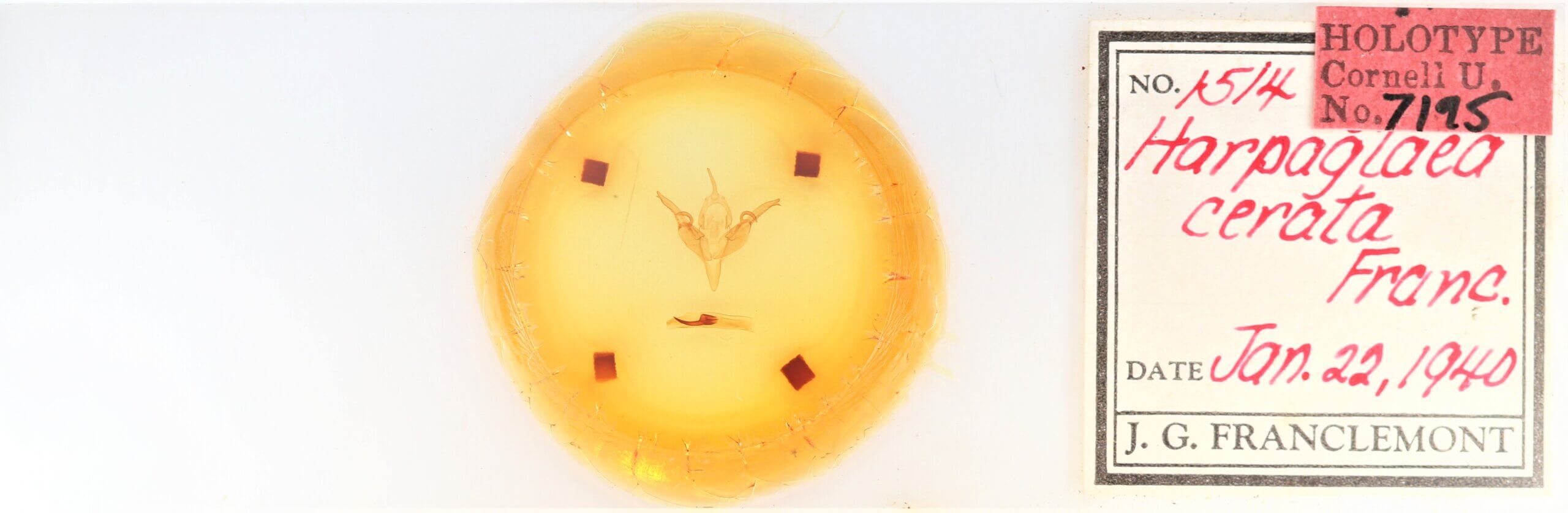 slide view of adult Chaetaglaea cerata