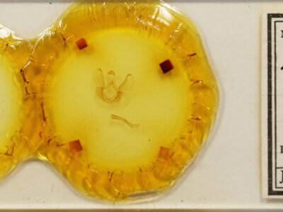 slide view of adult Tachuda sp.