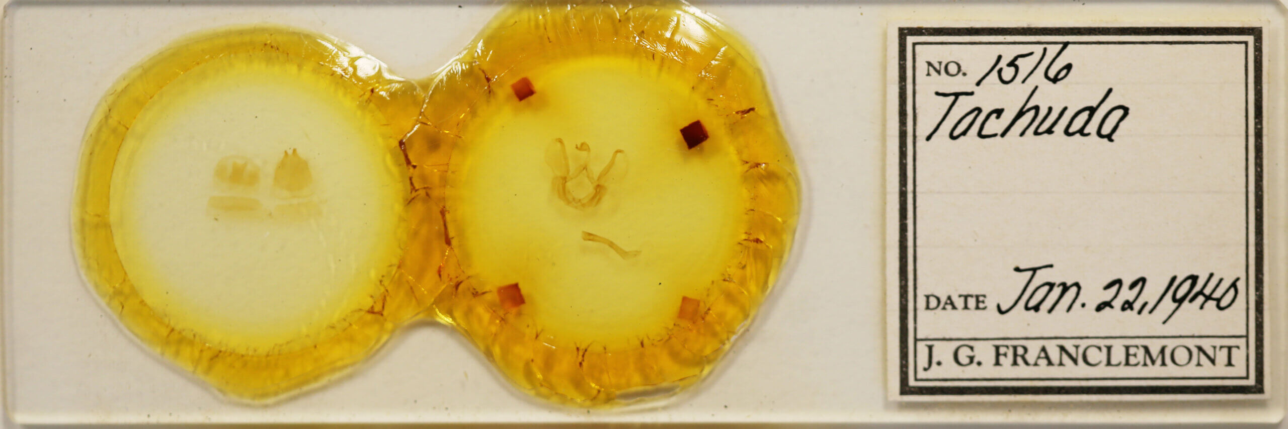 slide view of adult Tachuda sp.