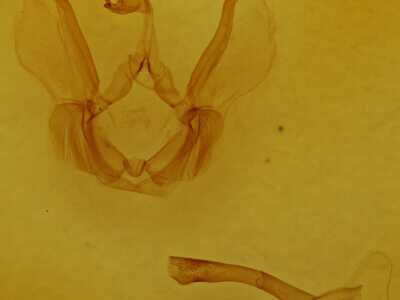 genitalia view of adult Tachuda sp.