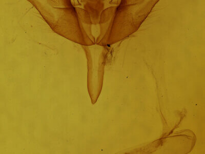 genitalia view of adult Stretchia sp.