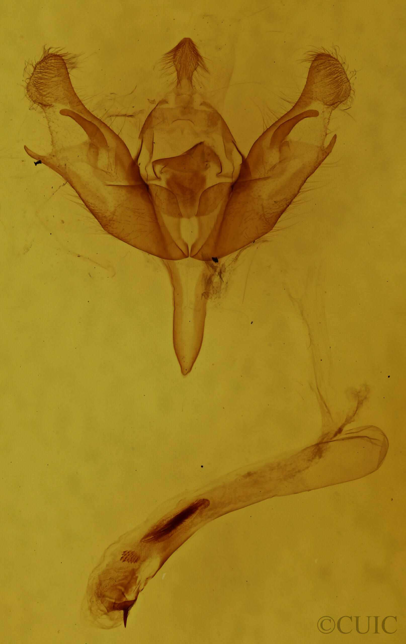 genitalia view of adult Stretchia sp.