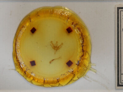 slide view of adult Stretchia sp.