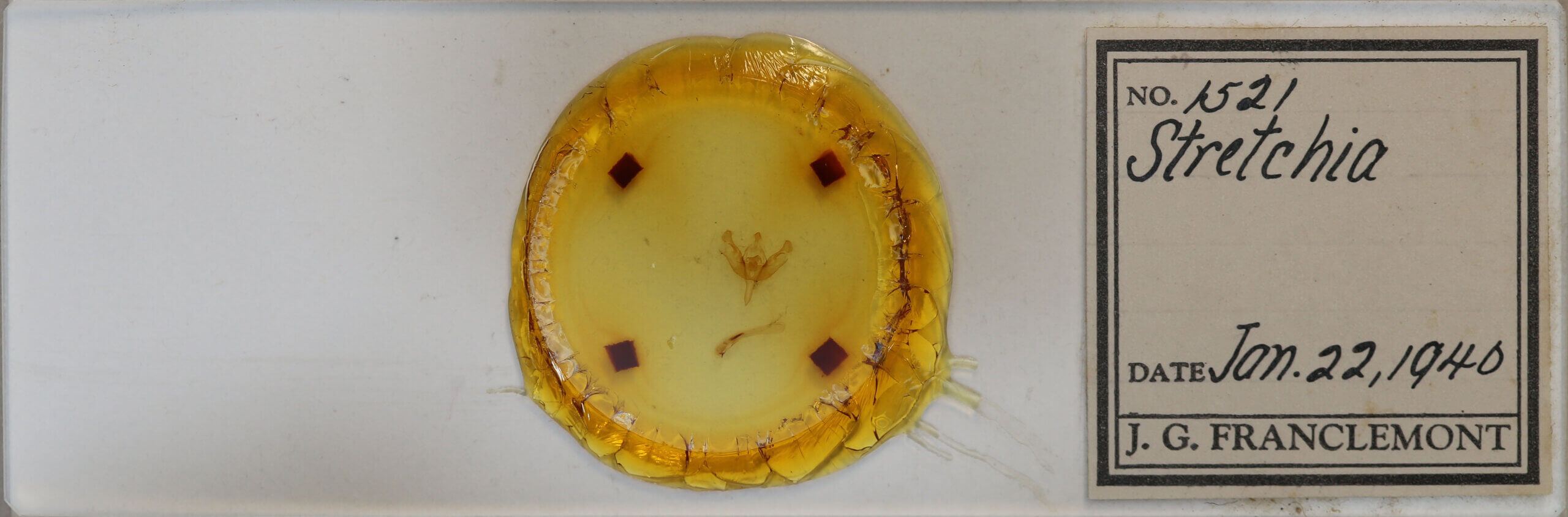 slide view of adult Stretchia sp.