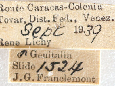 label view of adult Lepidoptera