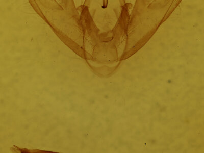 genitalia view of adult Lepidoptera
