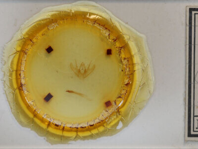 slide view of adult Lepidoptera