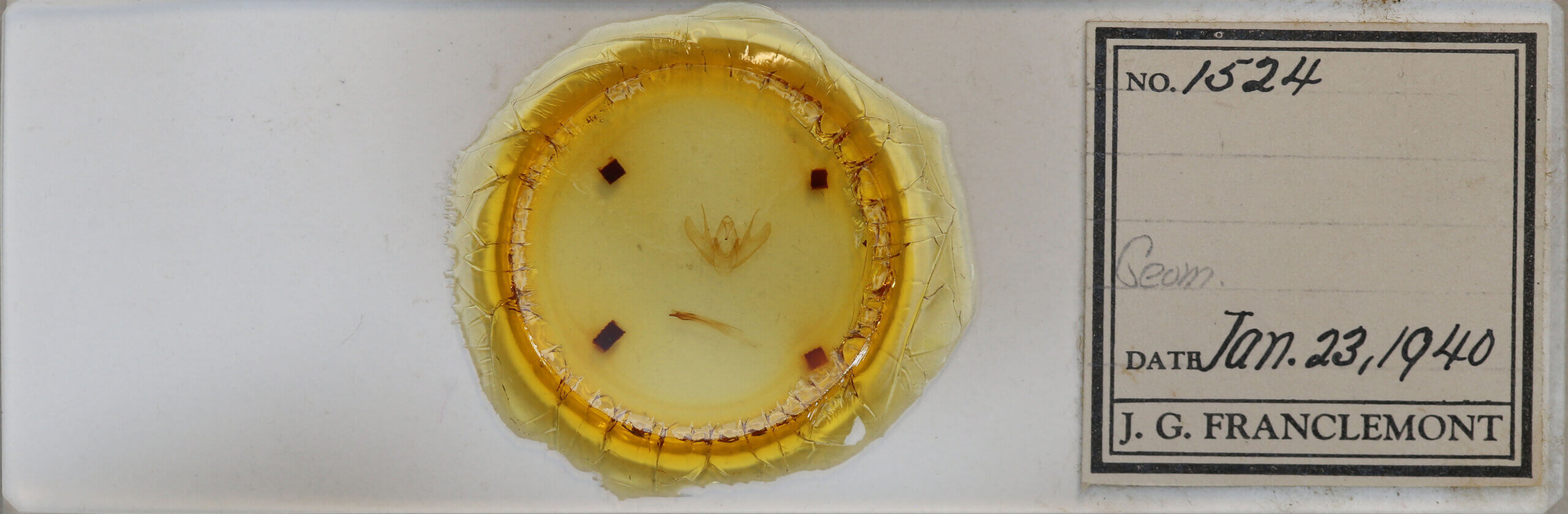 slide view of adult Lepidoptera