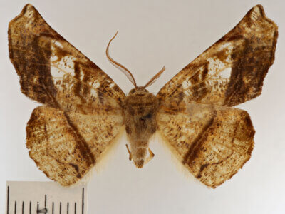 dorsal view of adult Lepidoptera