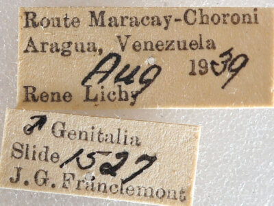 label view of adult Pantherodes sp.