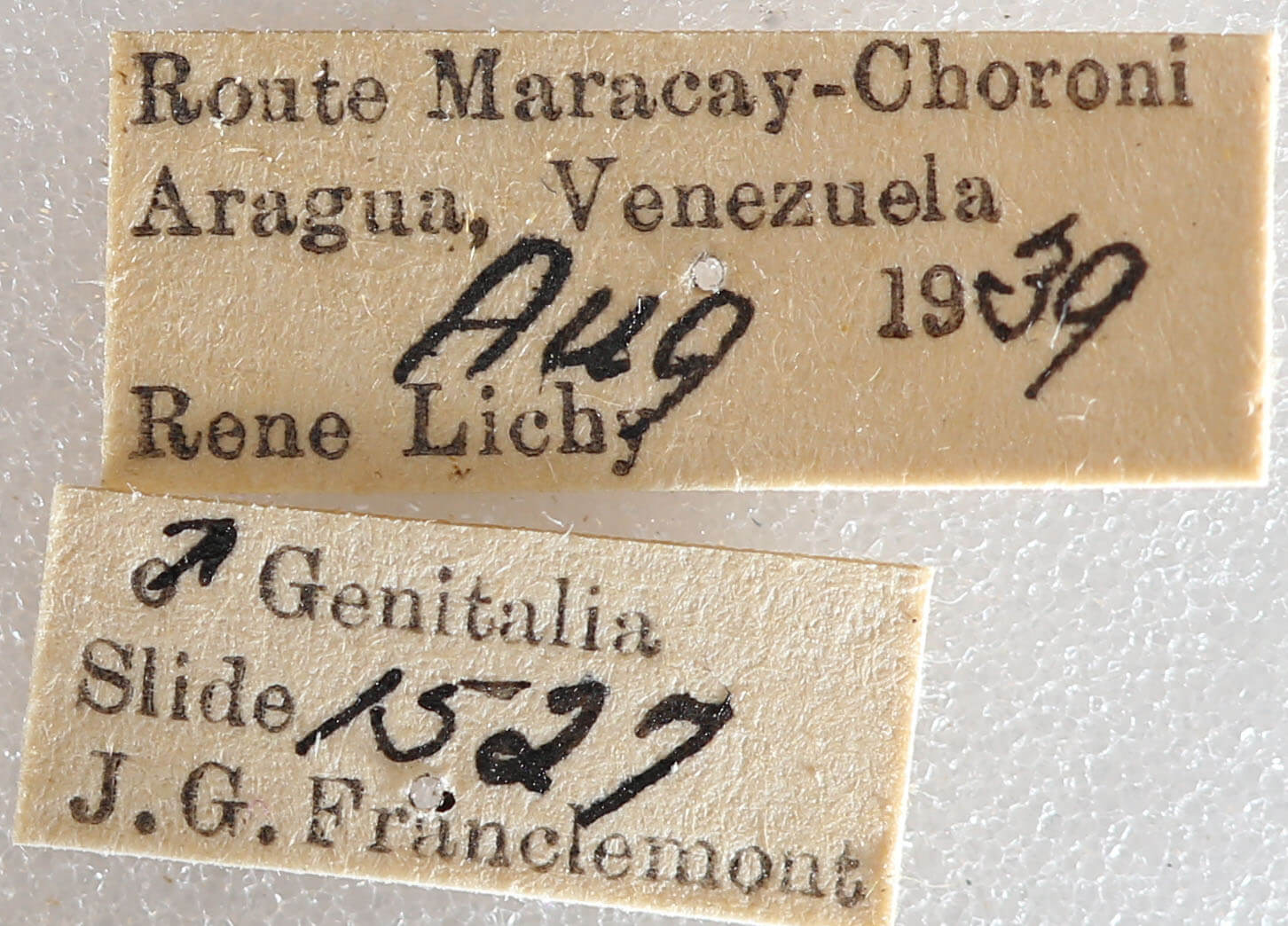label view of adult Pantherodes sp.