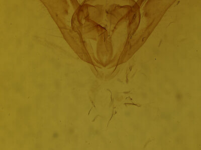 genitalia view of adult Pantherodes sp.