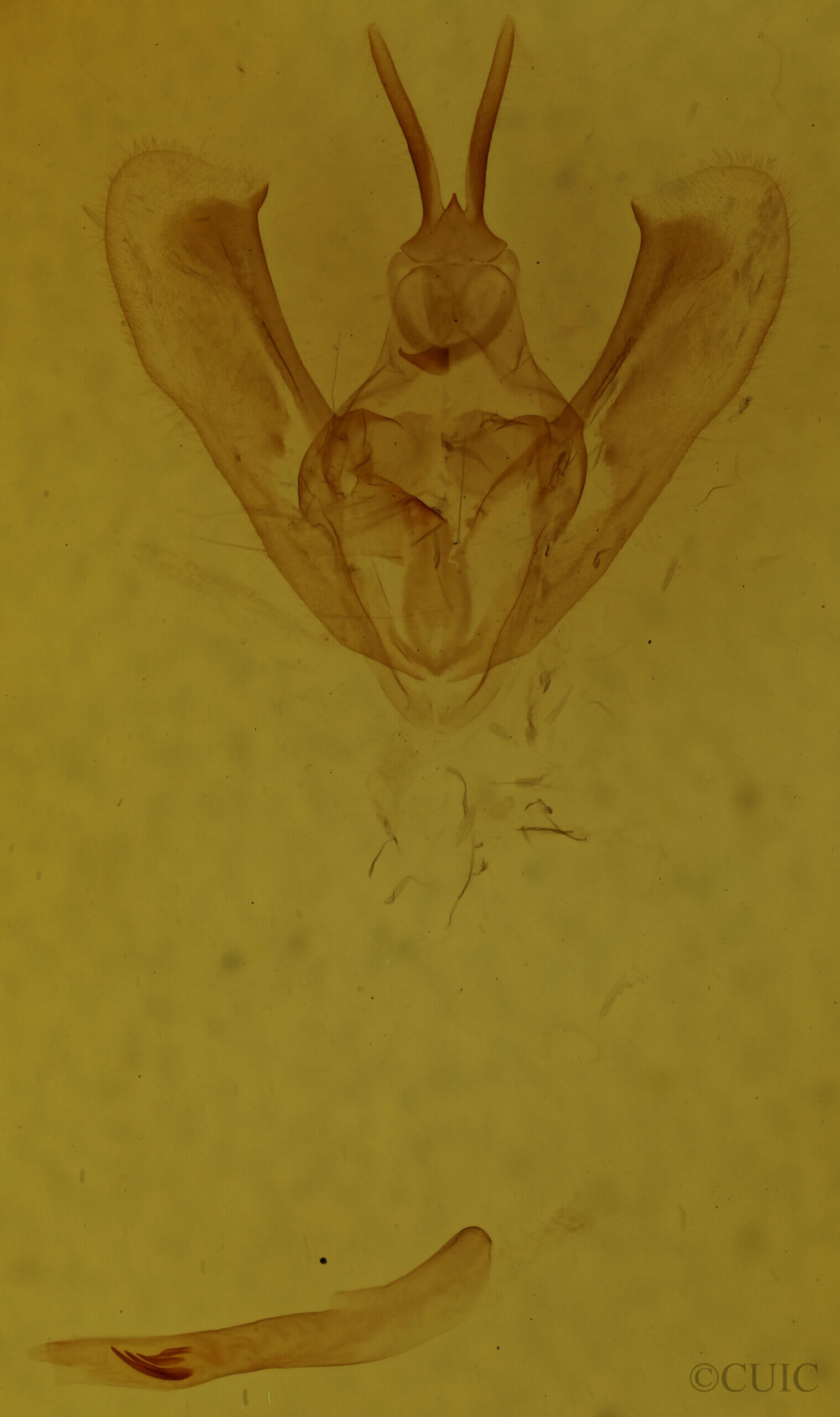 genitalia view of adult Pantherodes sp.