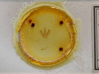 slide view of adult Pantherodes sp.