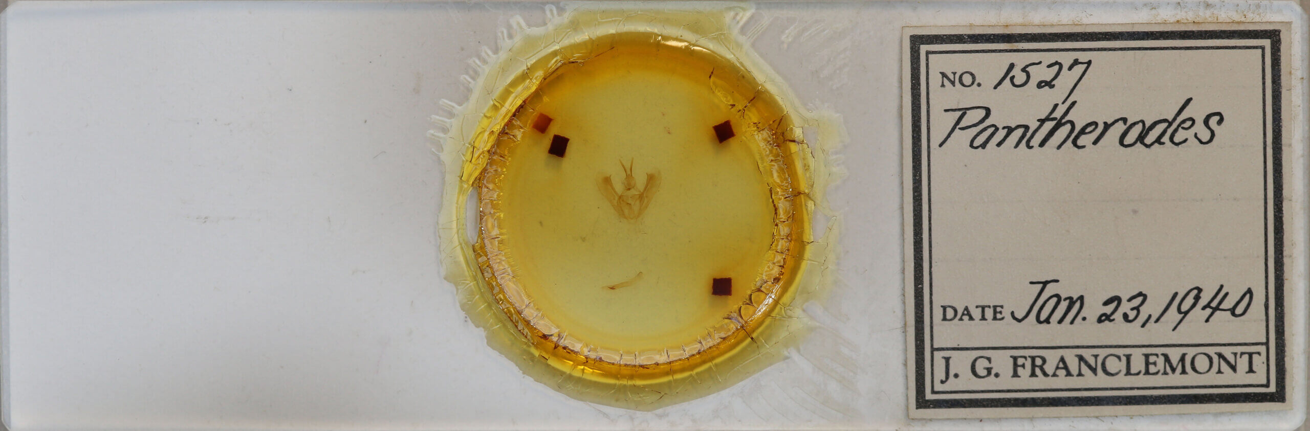 slide view of adult Pantherodes sp.