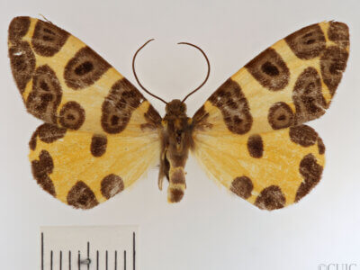 dorsal view of adult Pantherodes sp.