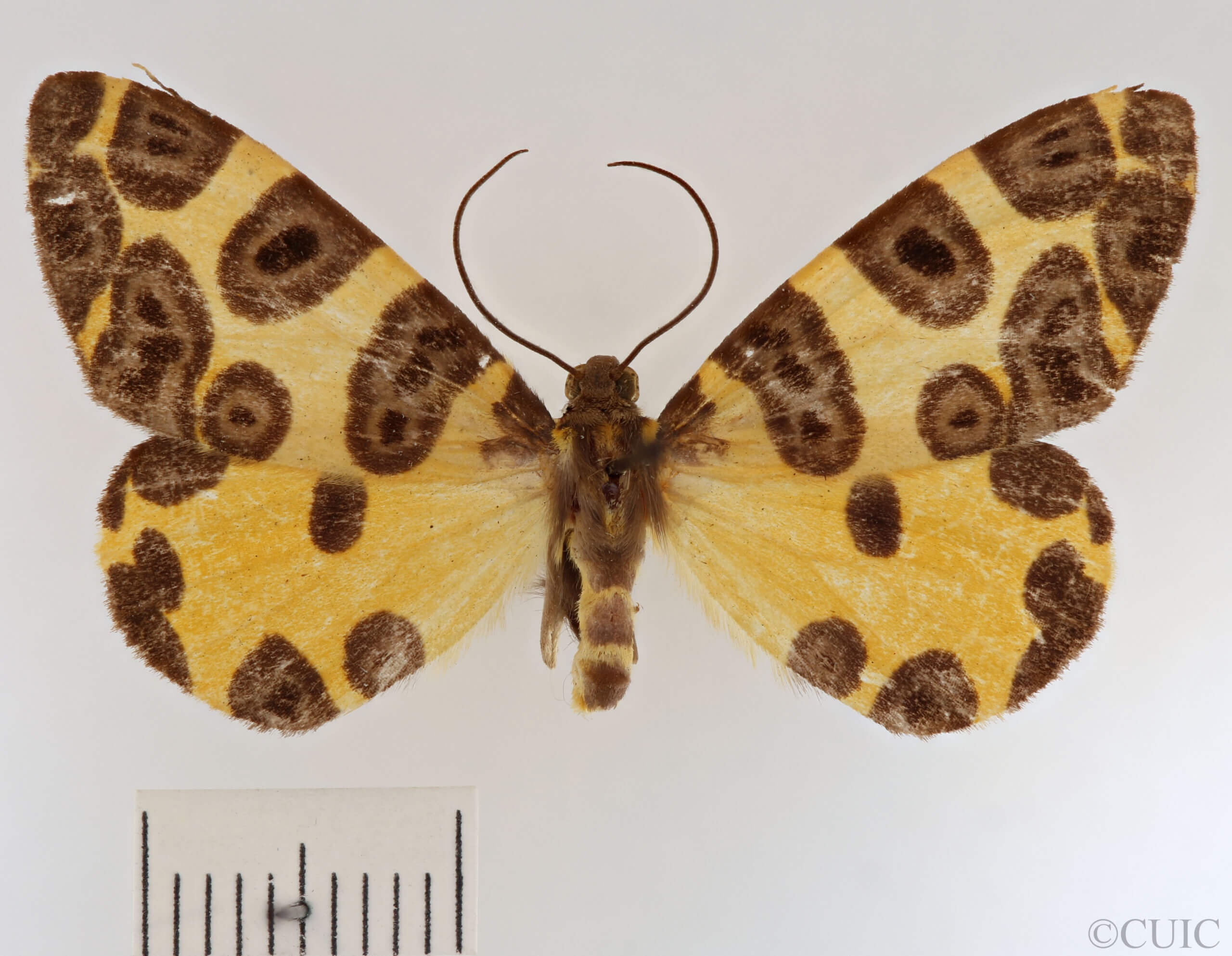 dorsal view of adult Pantherodes sp.