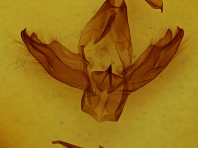 genitalia view of adult Eudocima sp.