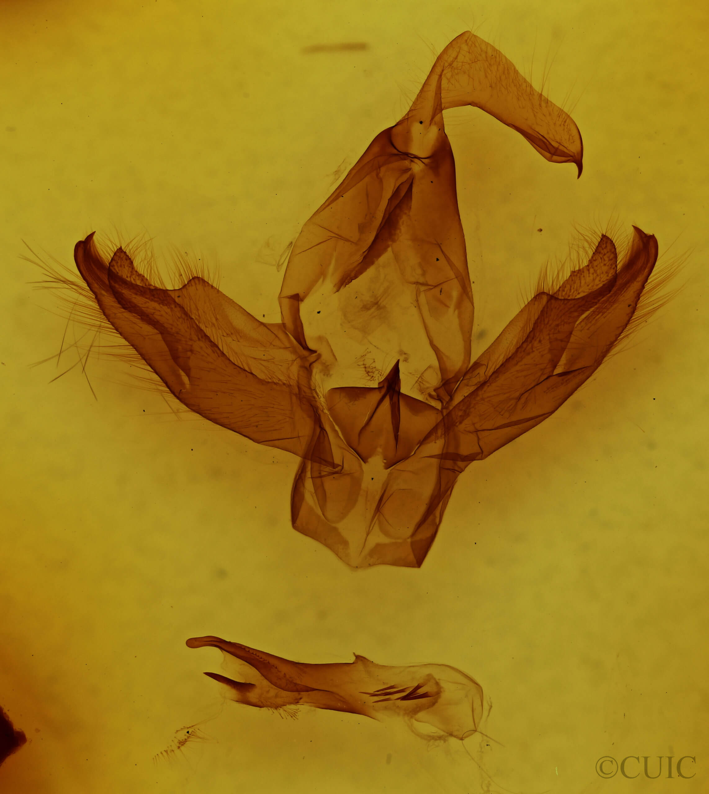 genitalia view of adult Eudocima sp.
