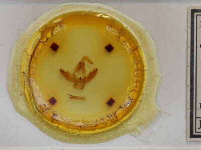 slide view of adult Eudocima sp.