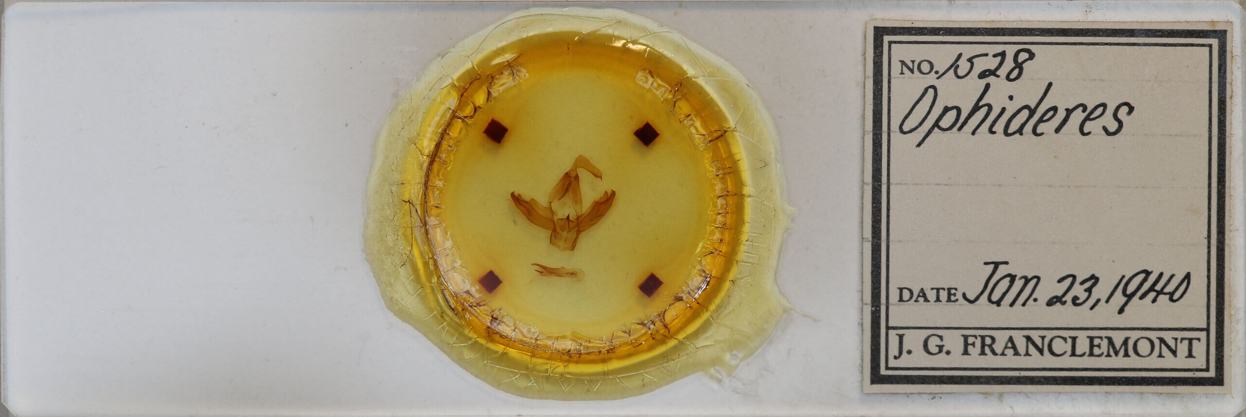slide view of adult Eudocima sp.