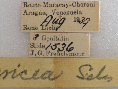 label view of adult Eustema sericea ?