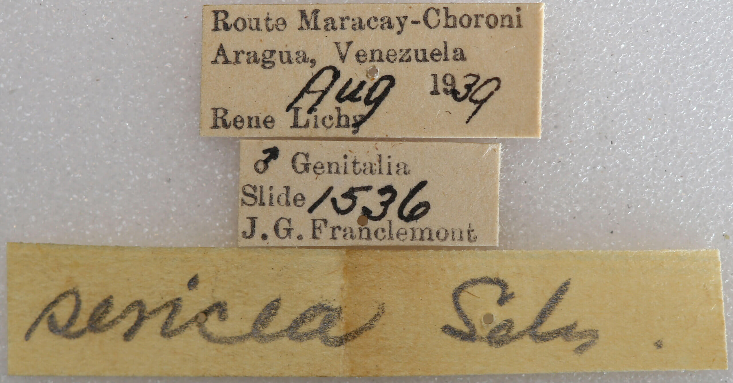 label view of adult Eustema sericea ?