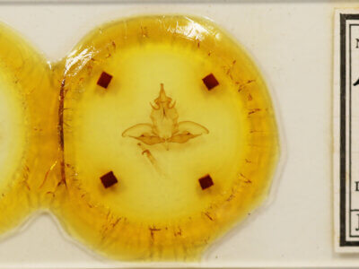 slide view of adult Eustema sericea ?