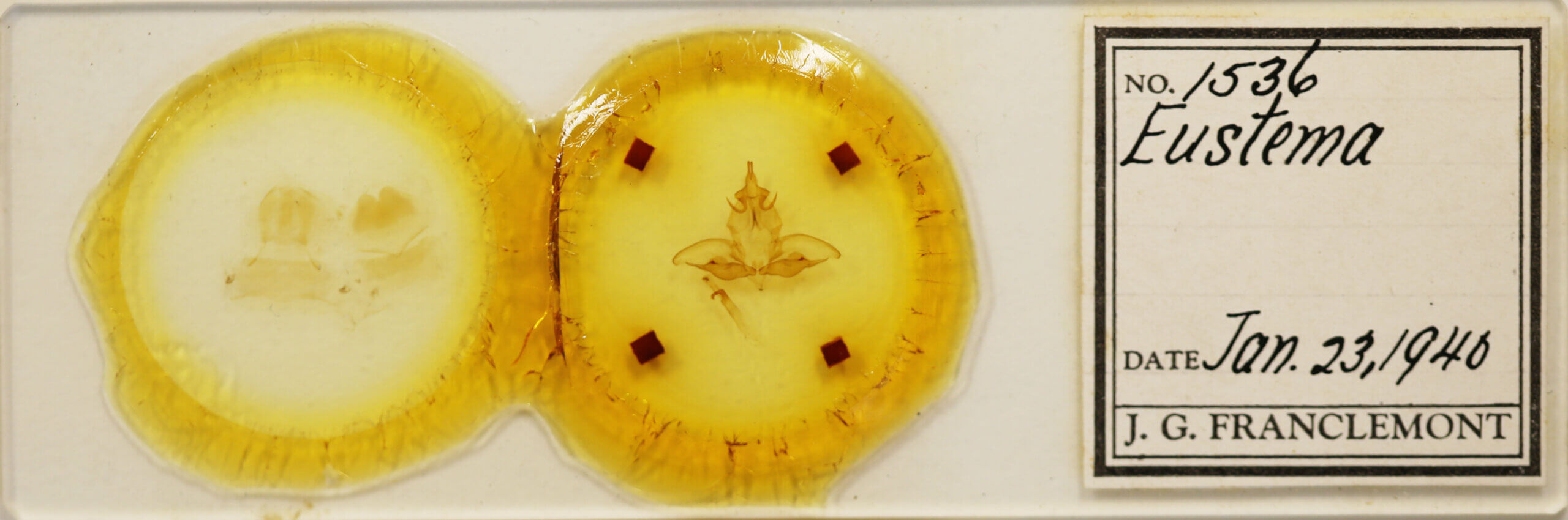 slide view of adult Eustema sericea ?