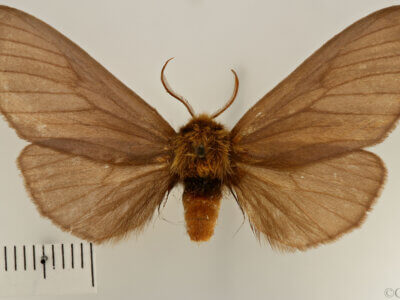 dorsal view of adult Eustema sericea ?