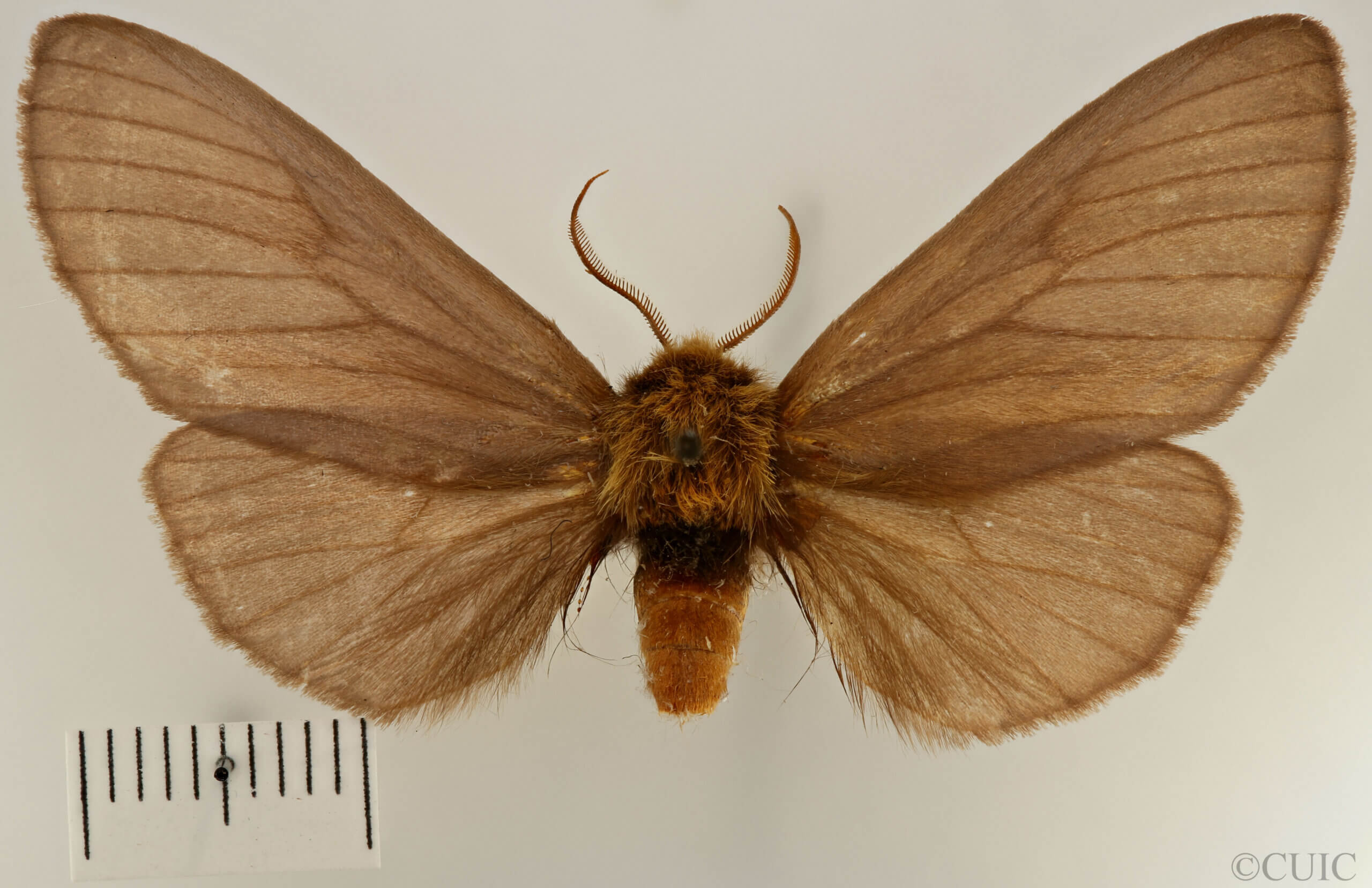 dorsal view of adult Eustema sericea ?